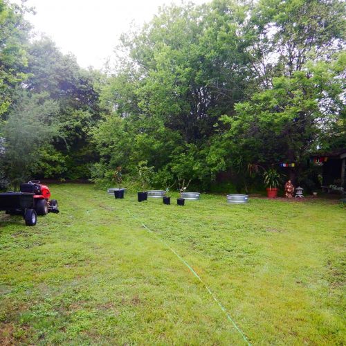 Martin Tree Planting